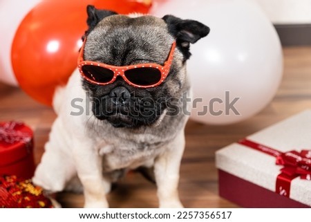 A funny cool pug with glasses celebrates Valentine's Day among red and white balls with a bunch of gifts. Pets and holidays