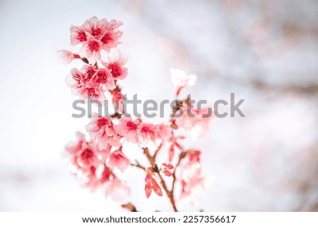spring cherry blossoms pink flowers in thailand