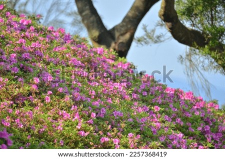 blooming pink rhododendron flowers in a garden in spring