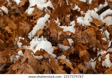 First snow covered autumn colored leaves in tree, tree brand with yellow leaves under snow. Autumn leaves under snow. Snow covered oak leaves in winter forest.