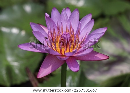 Nymphaeaceae is a family of flowering plants, commonly called water lilies. Purple water lilies on a pond
