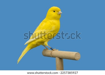 Yellow canary bird perched in softbox Royalty-Free Stock Photo #2257385927