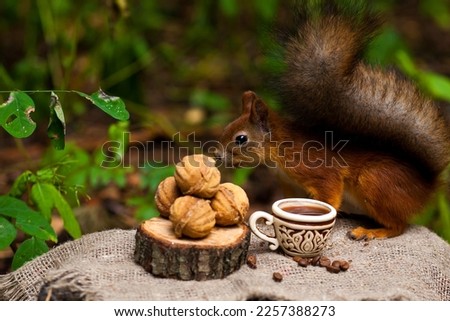 the squirrel is interested in sniffing cookies, nuts and coffee while sitting in a clearing in the forest