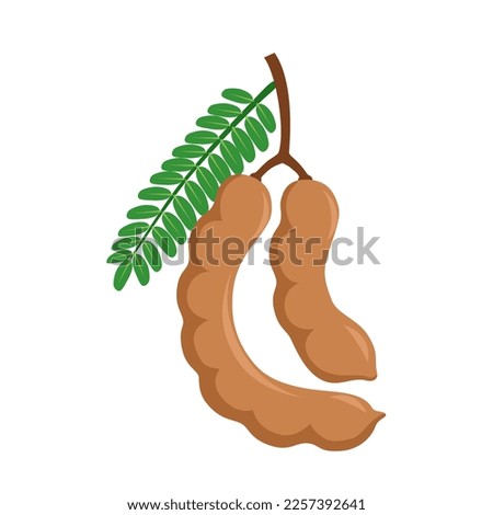 Vector illustration of tamarind or tamarindus indica, with green leaves, isolated on white background. Royalty-Free Stock Photo #2257392641