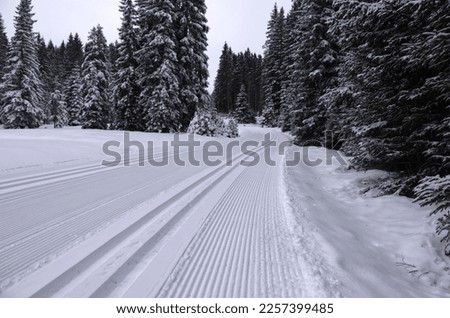 Winter forest and nature, cross-country skiing