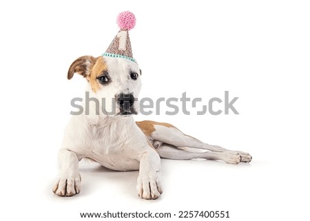 Jack russell terrier lying in a birthday hat