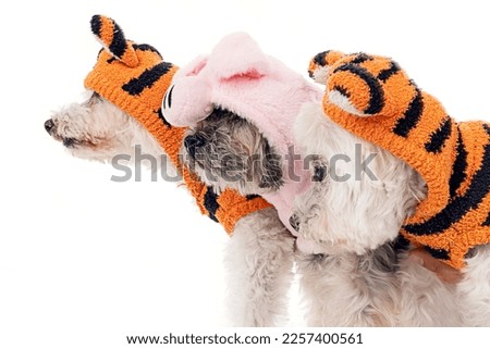 Dog wearing cute clothes. Studio shooting. Disguised dog. Dressed up dog. Dog isolated on white background