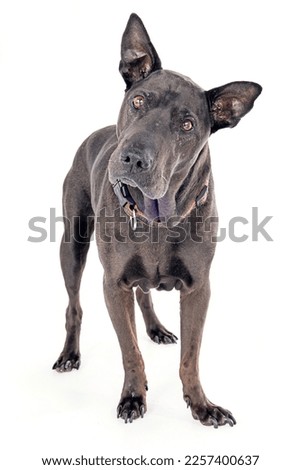 Great dane portrait isolated on white background 