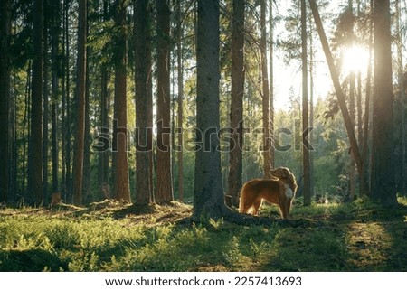 dog near tree in forest. Nova Scotia Duck Tolling Retriever in nature among woods. Walk with a pet Royalty-Free Stock Photo #2257413693