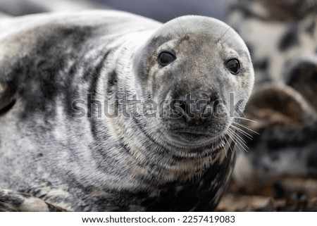 Seals are found along most coasts and cold waters, but a majority of them live in the Arctic and Antarctic waters.