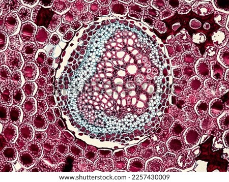 fern stem cross section under the microscope - optical microscope x200 magnification Royalty-Free Stock Photo #2257430009