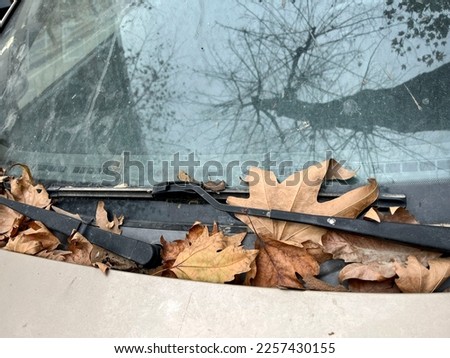 autumn, dried autumn leaves on window of a parked car in fall. transportation concept photo. dried yellow leaves on car or vehicle