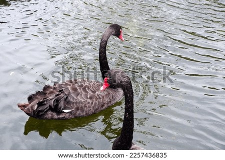 Selective focus of black swans swimming in the pond.