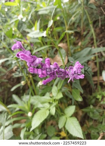 purple flower that grows anywhere in the garden. beautiful and fresh with blur background