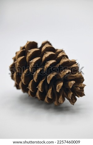 Close-up of spiky pine cones