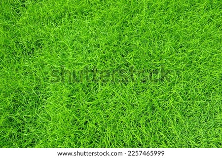 Lonf Grass Texture  for your background