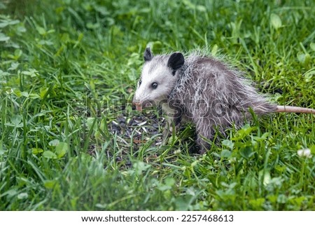 An opossum searches for fallen seeds in the green grass of a backyard.