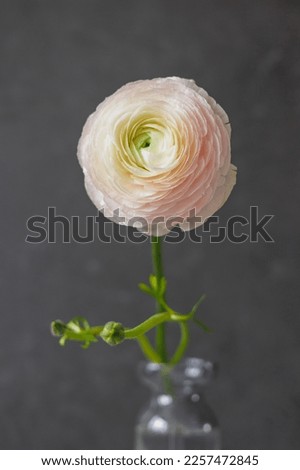 soft selective focus, art delicate buttercup flower in motion, plants behind wet glass. gift card, bouquet for international women's day or birthday. floristry, composition of blossom for wedding or