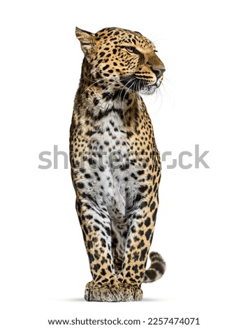 Spotted leopard, Panthera pardus, standing proudly and looking away, isolated on white
