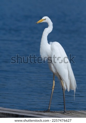 Great egret, Ardea alba. A bird stands on a fishing bridge on the riverbank