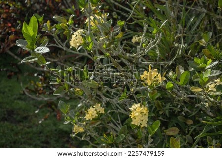 Ashoka flower (Ixora paludosa) belongs to the Rubiaceae or soka-sokan family. The word “Asoka” comes from Sanskrit, which means free from sorrow. Ashoka tree height can be more than 4 meters.
