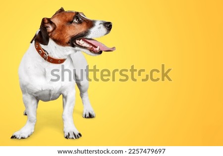 Cute young smart dog pet