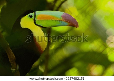A beautiful toucan with a rainbow colored beak
