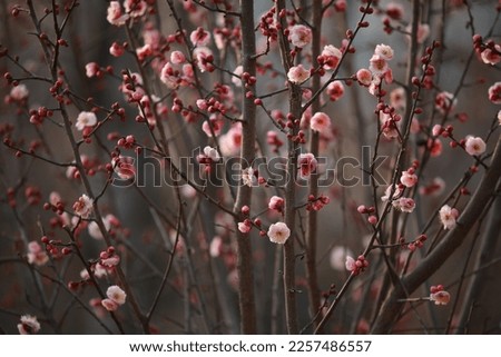 The plum blossom in full bloom is a festive flower.