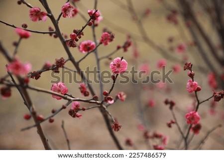 The plum blossom in full bloom is a festive flower.