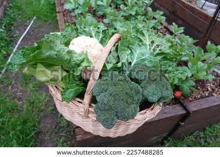 autumn harvest in the garden, harvest cauliflower broccoli,  chard, harvest kale Royalty-Free Stock Photo #2257488285