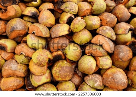 Piles of coconut shells that will be dried. Raw materials for making charcoal. Texture background from coconut shells. Close up shot.