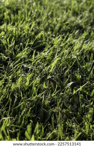 Detail of green grass in the forest, nature and environment