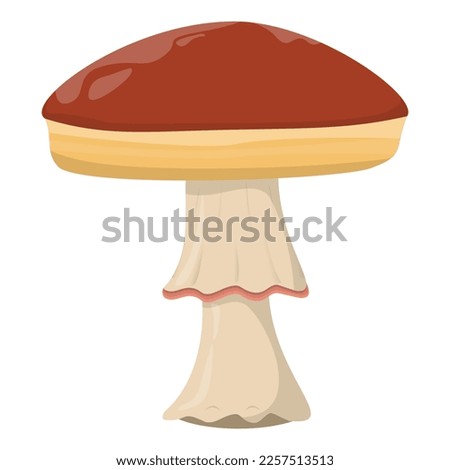 Amanita mushroom. Edible Organic mushrooms. Truffle brown cap. Forest wild mushrooms types. Colorful illustration isolated on white background.