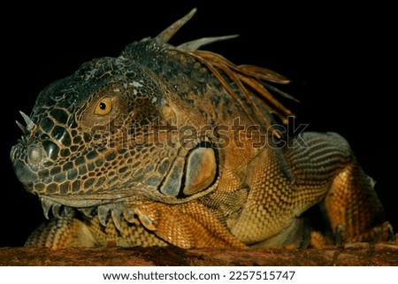Iguanas are a genus of lizards that live in the tropics of Central America, South America and the Caribbean islands. These lizards were first described by an Austrian zoologist ,macro wallpaper 