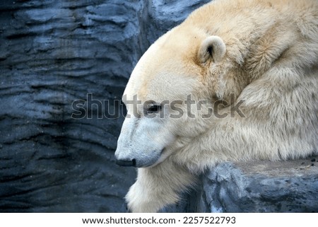 A strong and powerful polar bear. Animal World. Stock photo.