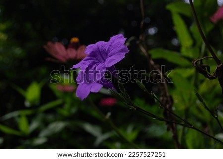 close up of a blooming purple Kencana flower