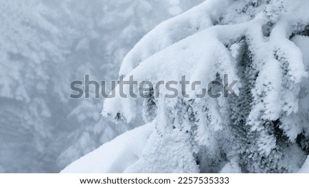 snow covered fir trees backround