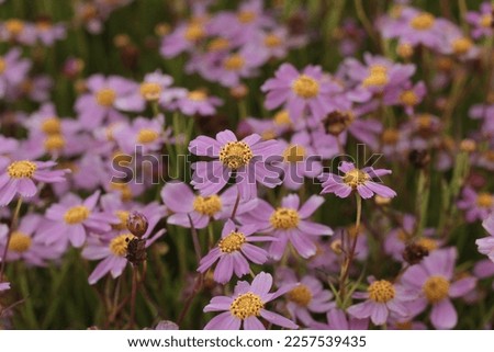 Coreopsis rosea American Dream in Plants and Perennials Royalty-Free Stock Photo #2257539435