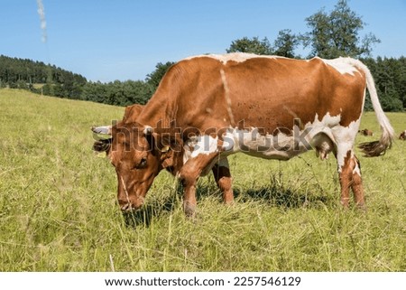 Cows eat on the pasture - ruminants