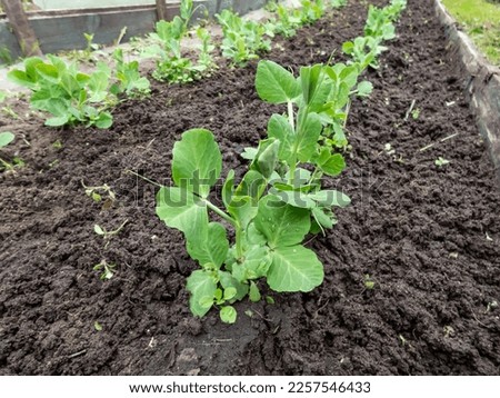 Close-up shot of a small Sweet green pea (pisum) sprouts or seedlings growing in a soil in a vegetable garden in spring. Concept of growing own vegetables Royalty-Free Stock Photo #2257546433