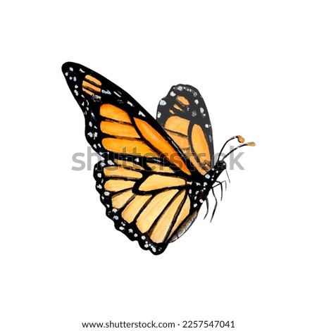 Illustration of an orange monarch butterfly. Watercolor drawing on a white background. For postcards, decoration of design and compositions, prints, posters, stickers, souvenirs, tattoos, stamps