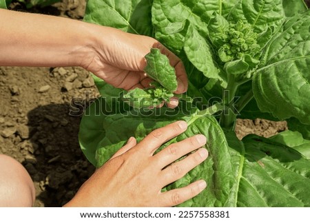 pasching tobacco on a tobacco farm. woman removes side shoots on tobacco Royalty-Free Stock Photo #2257558381