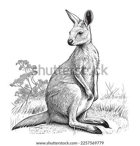 Kangaroo hand drawn sketch illustration Wild animals
