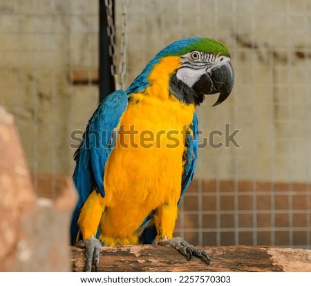yellow-blue parrot close-up. portrait of a yellow-blue parrot