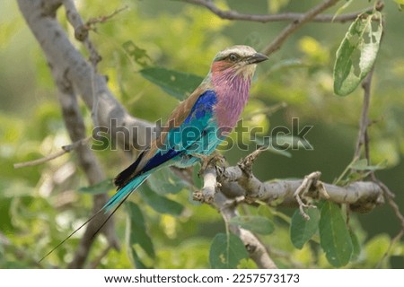 Lilac-breasted roller - Coracias caudatus perched with green vegetation in background. Photo from Kruger National Park in South Africa.