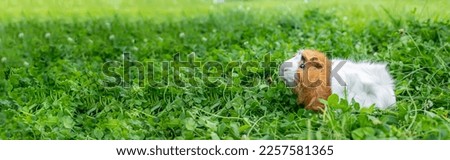 cute adult guinea pig with long hair runs through a meadow with white clover and eats fresh grass in backyard. Walking with pets outdoor in summer.