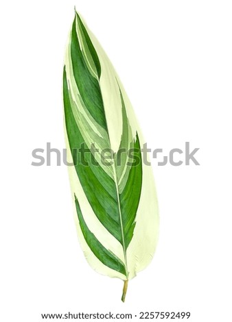 Variegate leaf. It is a background image of a beautiful spotted leaf. There are green and white. isolate white backgound. Royalty-Free Stock Photo #2257592499