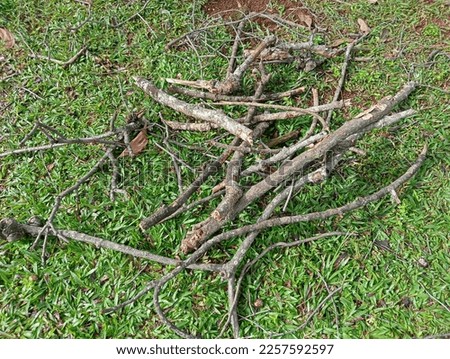 chopped tree branches for firewood