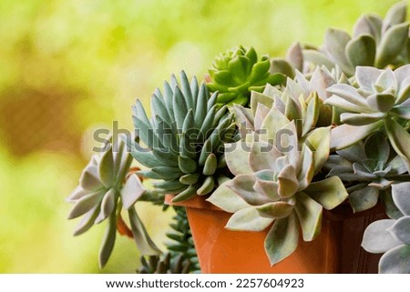 pot of various succulents, close-up image, space for text