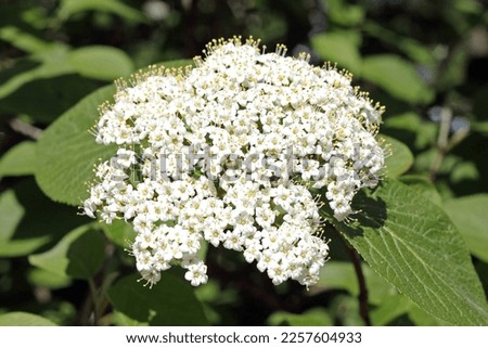 Viburnum lantana, the wayfarer or wayfaring tree, is a species of Viburnum, native to central, southern and western Europe Royalty-Free Stock Photo #2257604933
